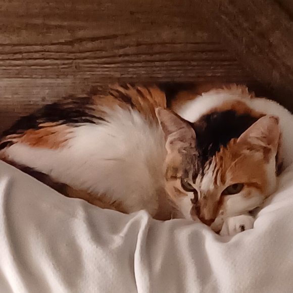 Meet your Posher, Denise - Picture 3 of 6